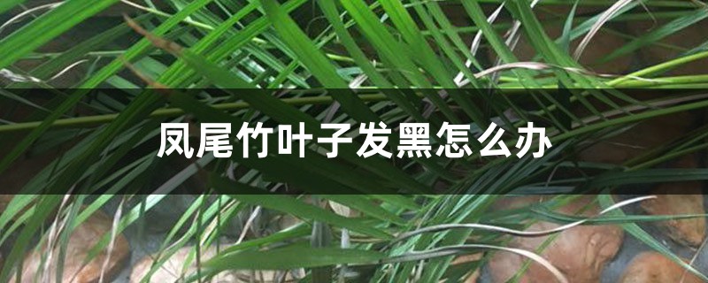 凤尾竹叶子发黑如何办