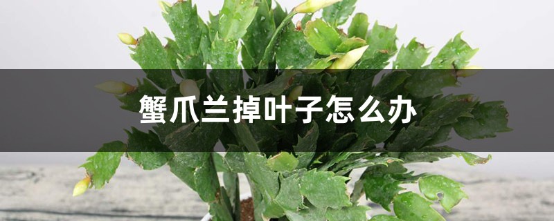 蟹爪兰掉叶子如何办