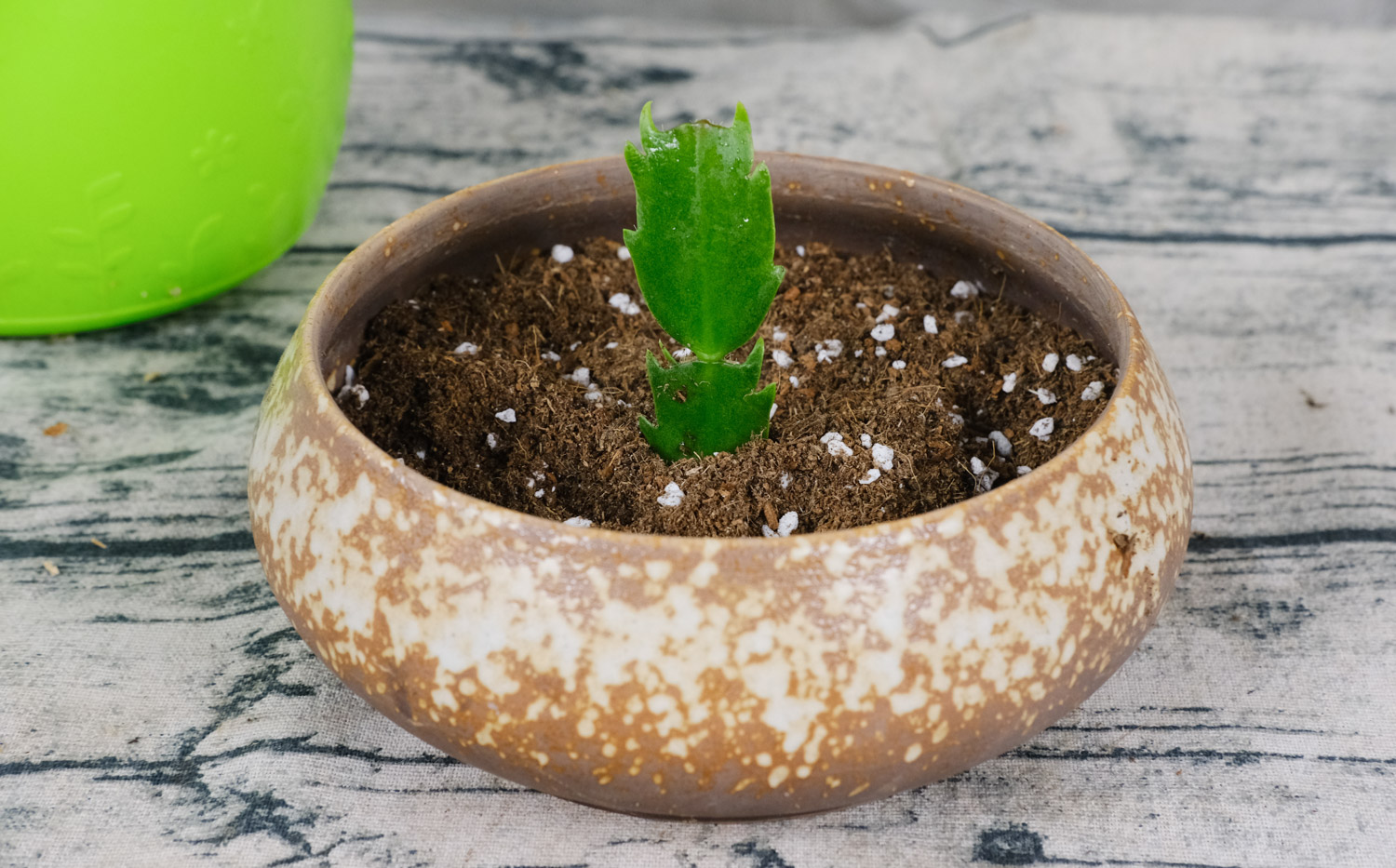 蟹爪兰掉叶子如何办