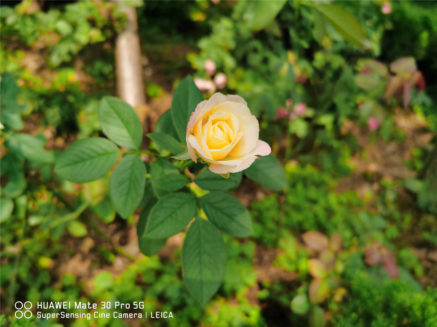 月季 栀子月季杜鹃花……养一回死一回?学这1招,连开3个月!