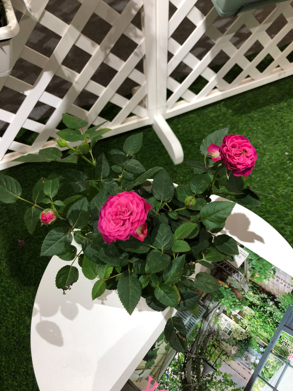 月季 栀子月季杜鹃花……养一回死一回?学这1招,连开3个月!