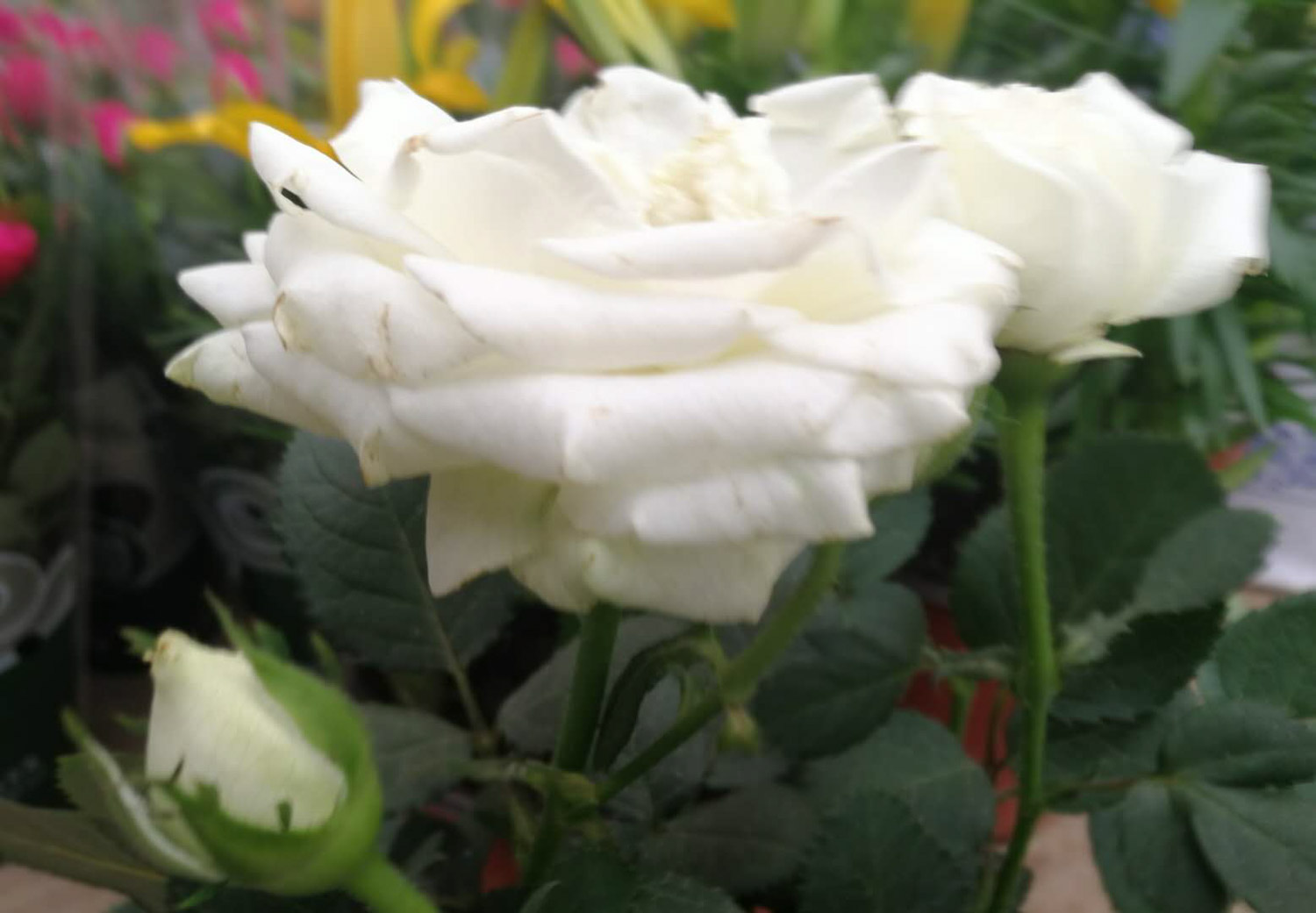 月季 栀子月季杜鹃花……养一回死一回?学这1招,连开3个月!