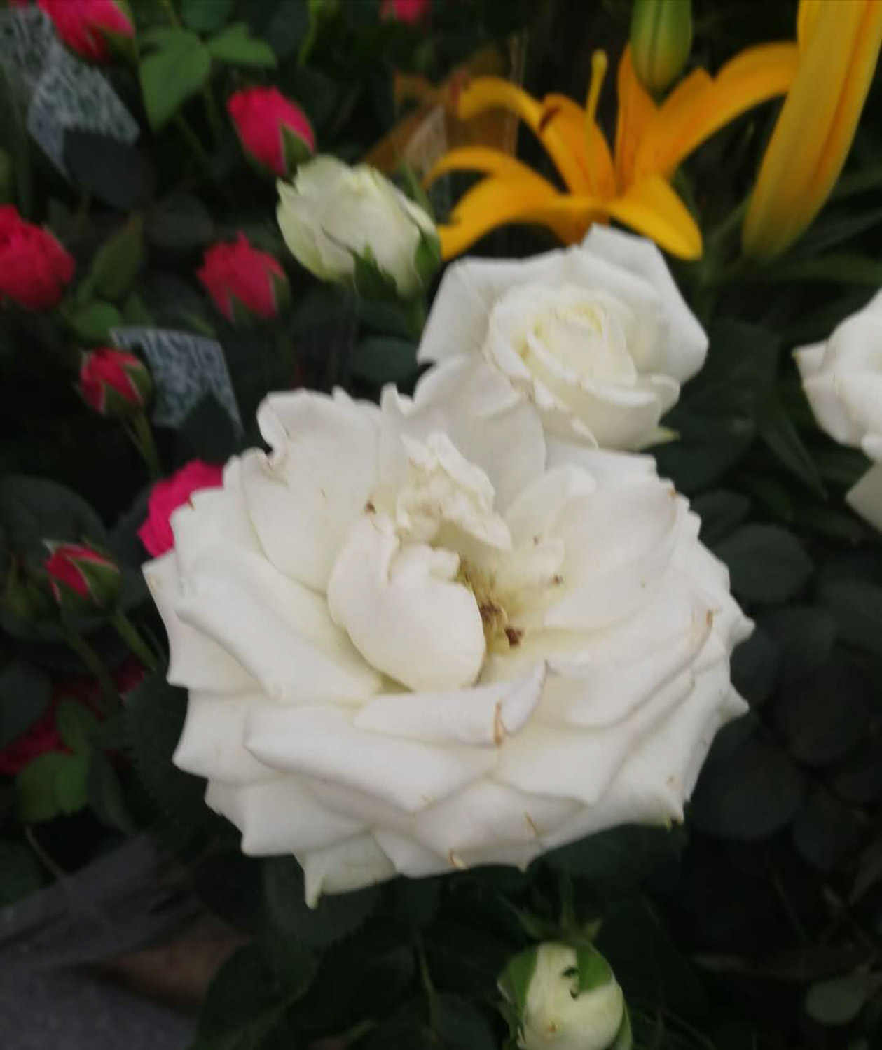 月季 栀子月季杜鹃花……养一回死一回?学这1招,连开3个月!