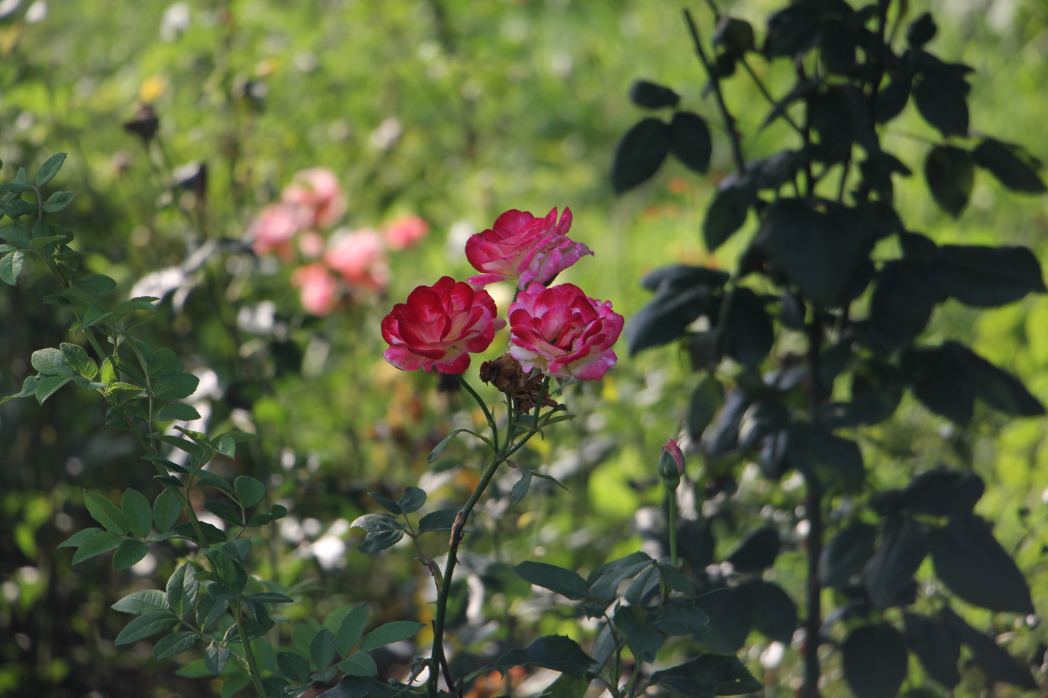 月季 栀子月季杜鹃花……养一回死一回?学这1招,连开3个月!