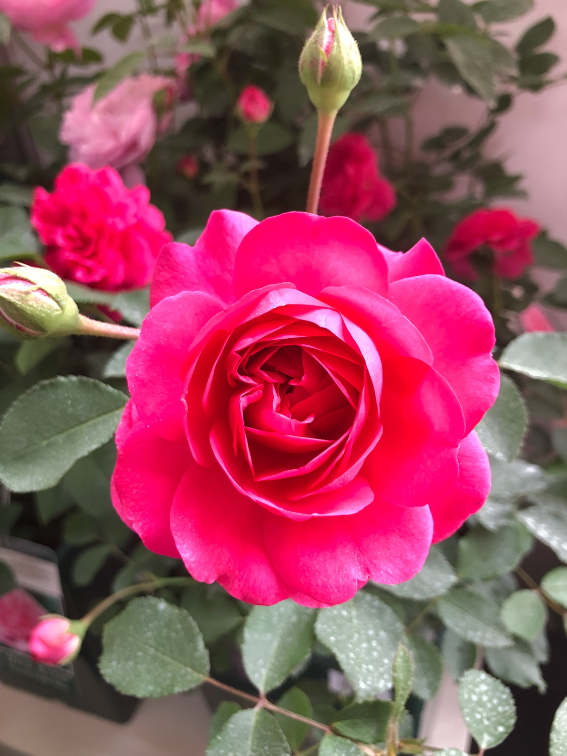 月季 栀子月季杜鹃花……养一回死一回?学这1招,连开3个月!