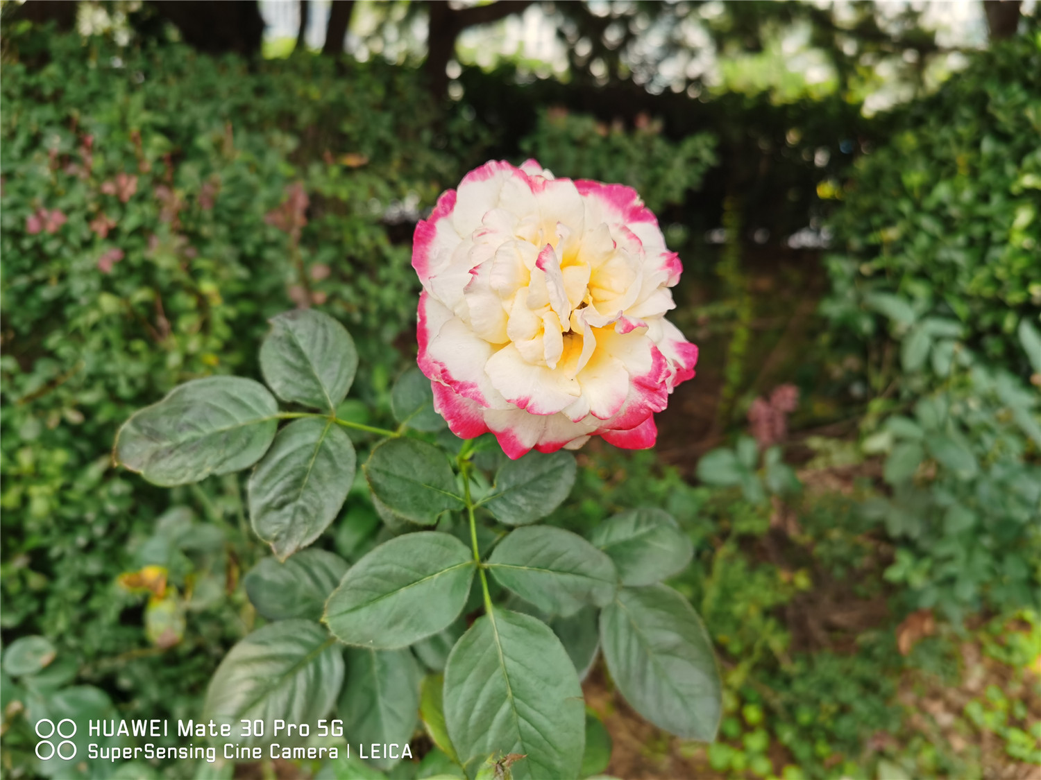 月季 栀子月季杜鹃花……养一回死一回?学这1招,连开3个月!