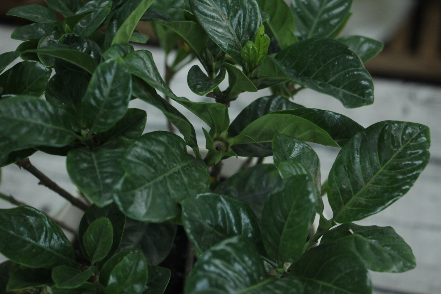 栀子 栀子花为何不开花