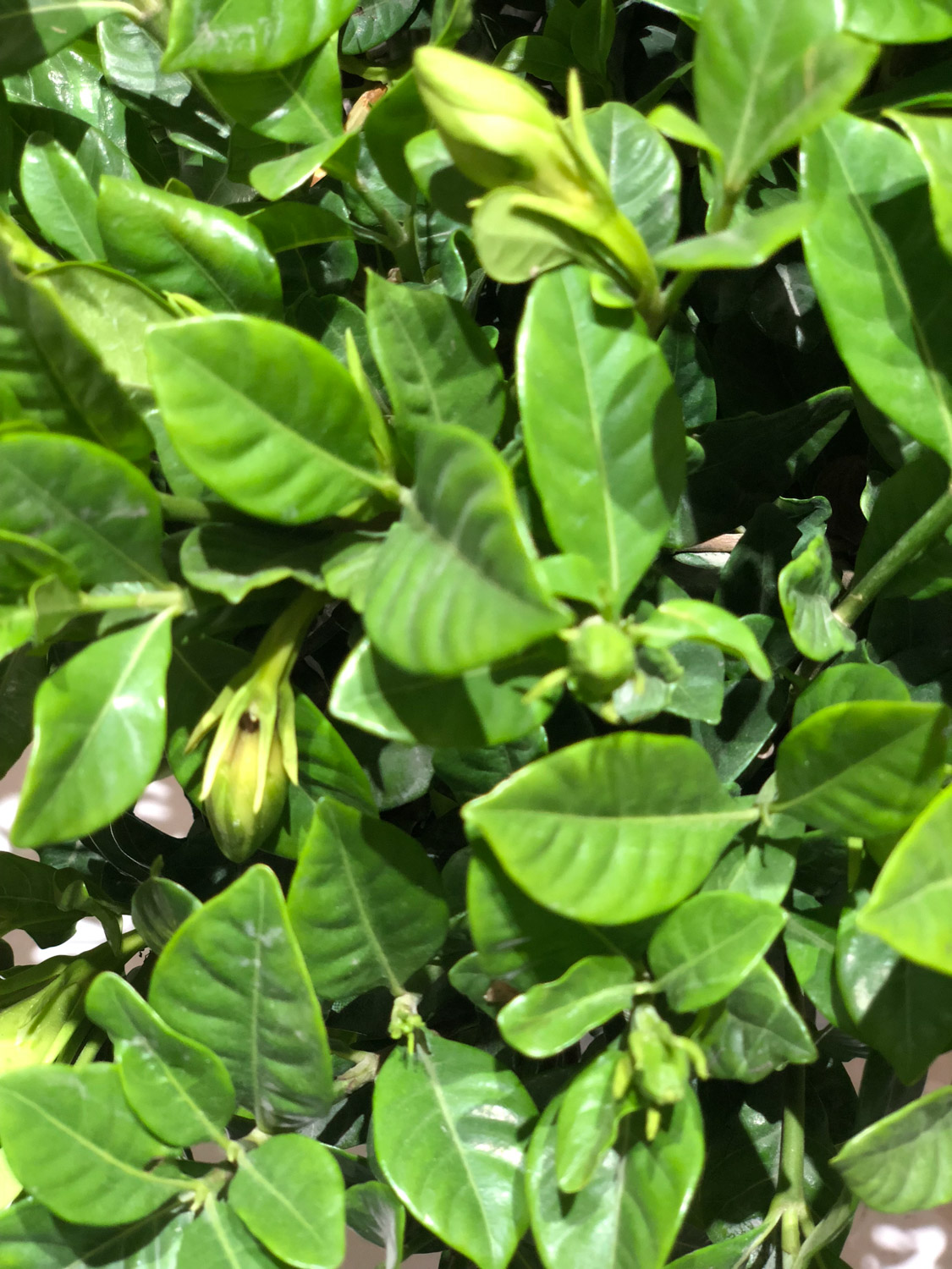 栀子 栀子花为何不开花