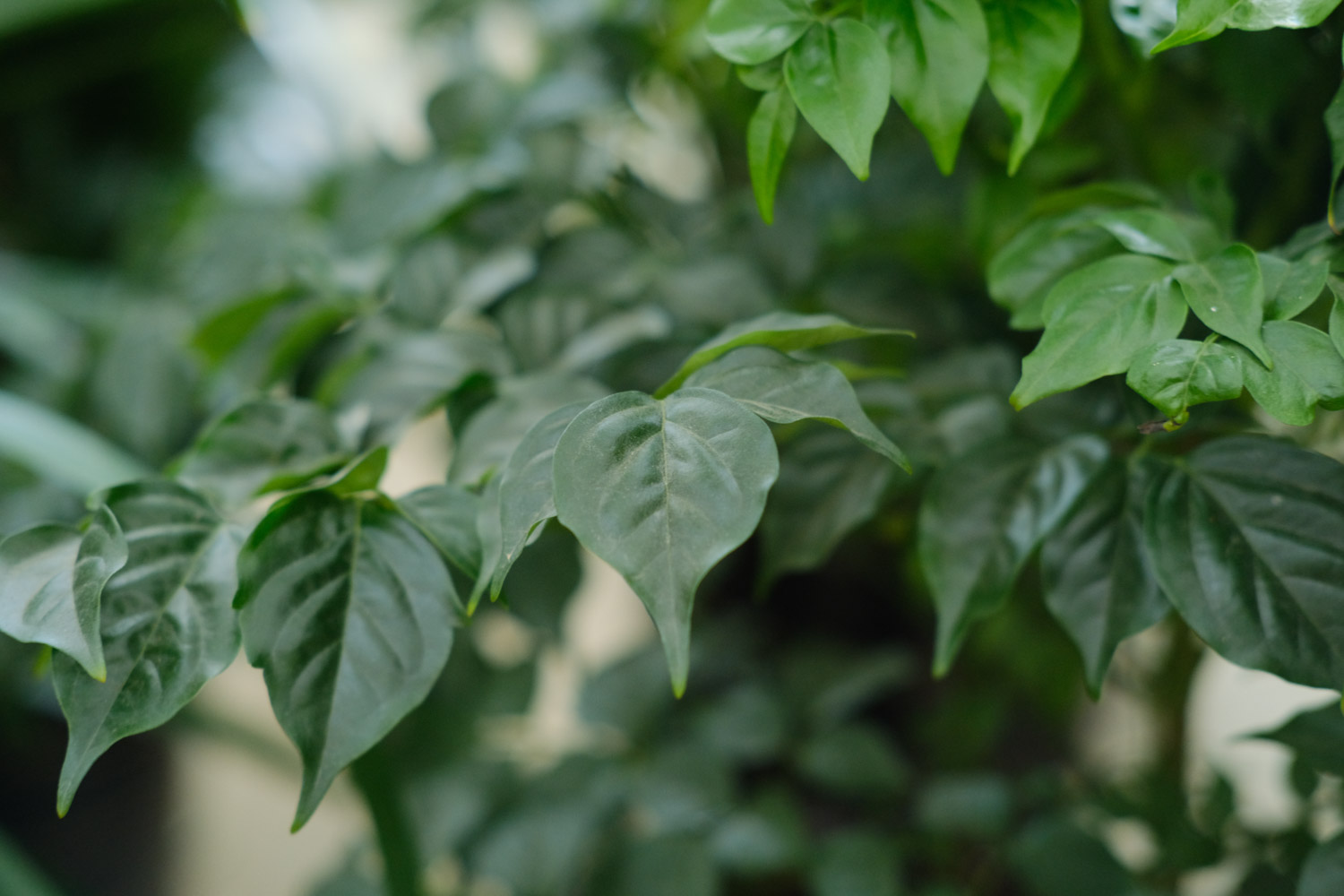 幸福树受冻了如何办