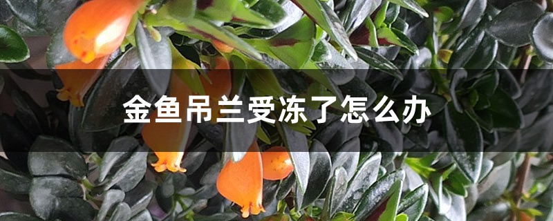 金鱼吊兰受冻了如何办