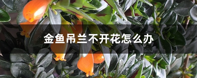 金鱼吊兰不开花如何办