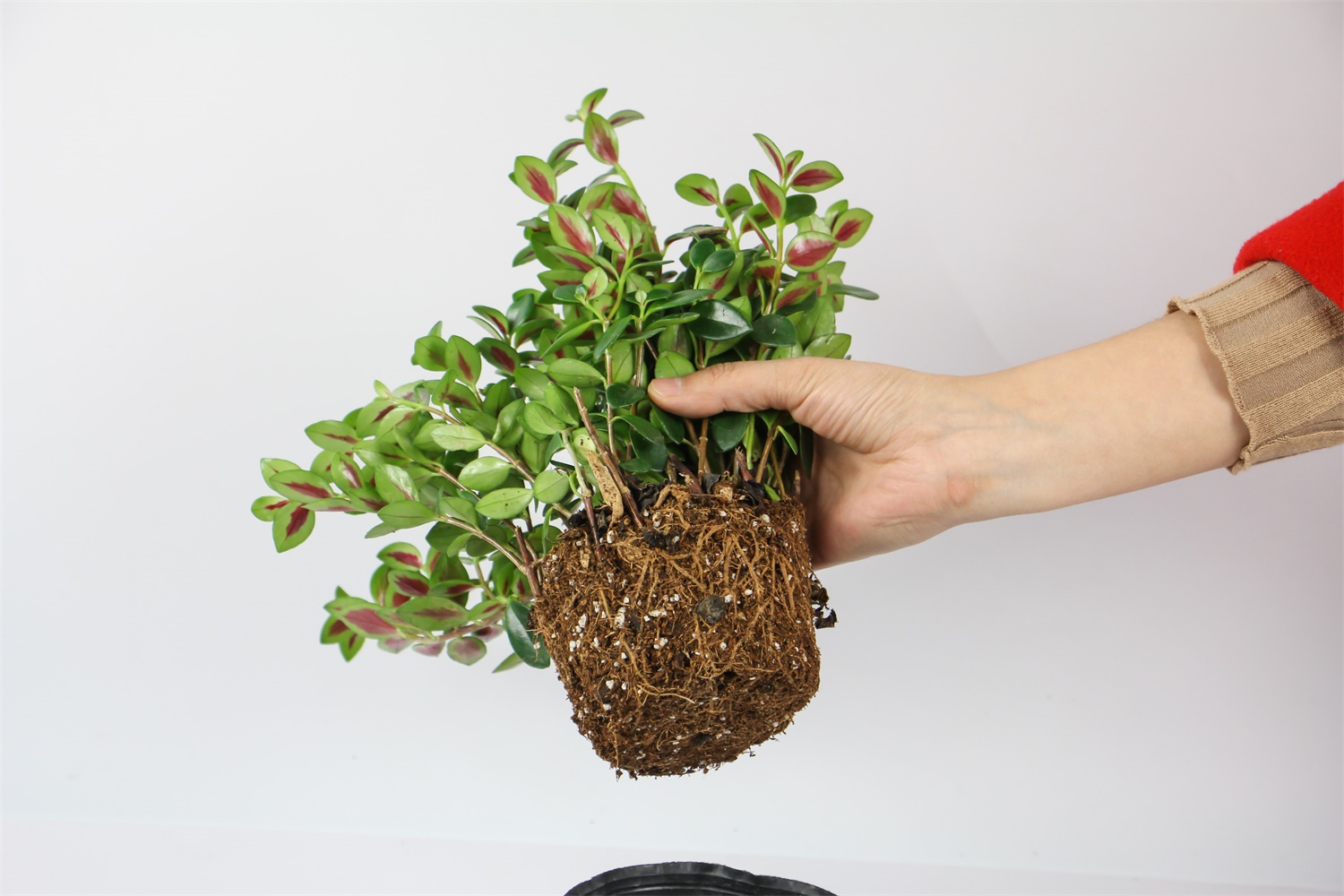 金鱼吊兰不开花如何办