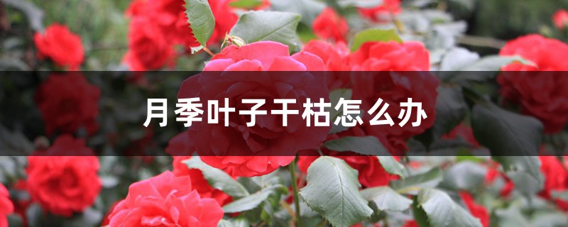 月季叶子干枯如何办