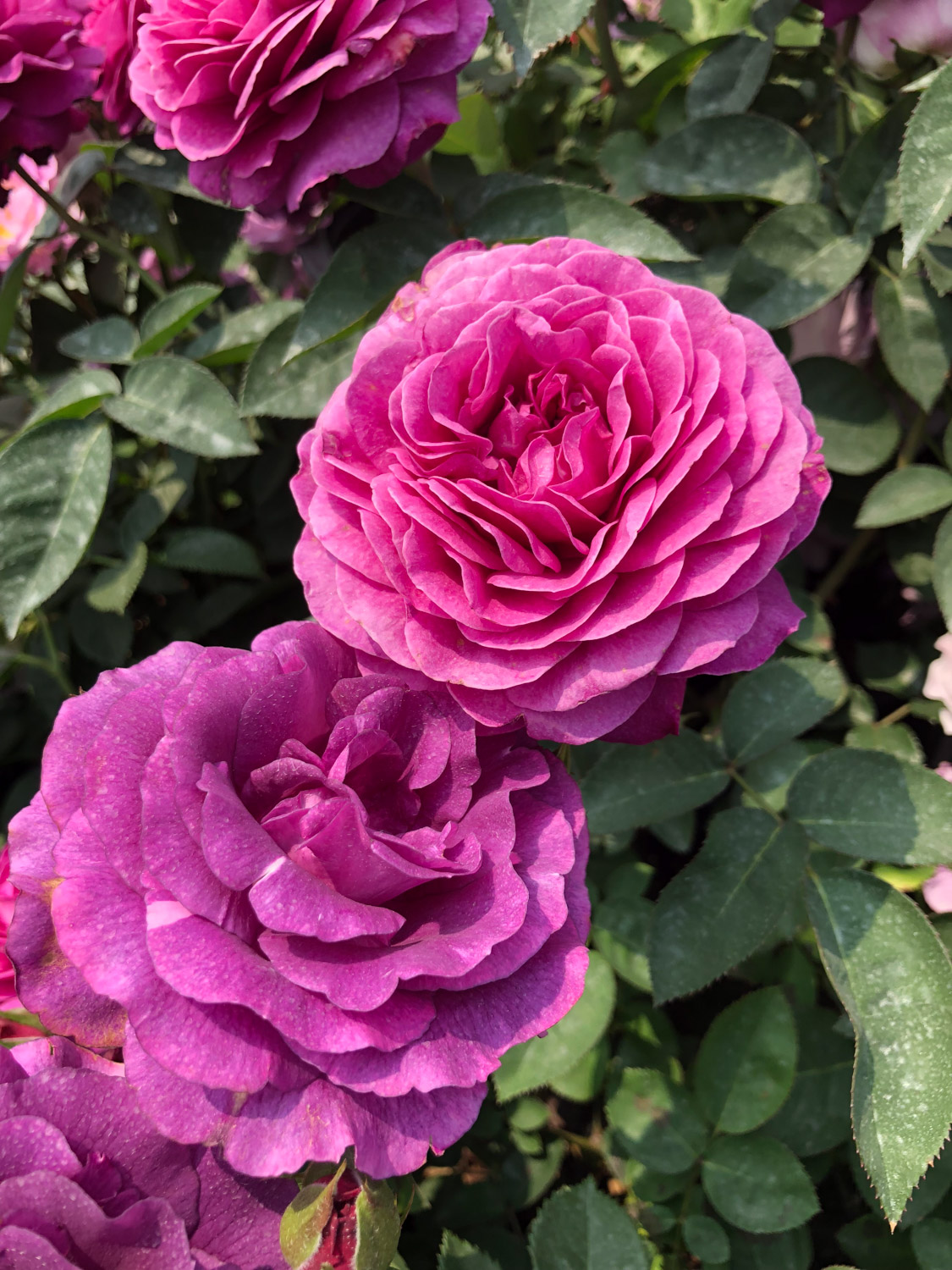 月季叶子干枯如何办