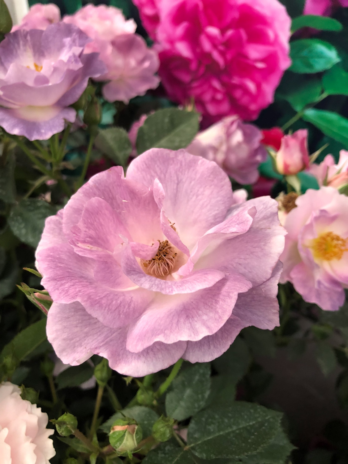 月季叶子干枯如何办