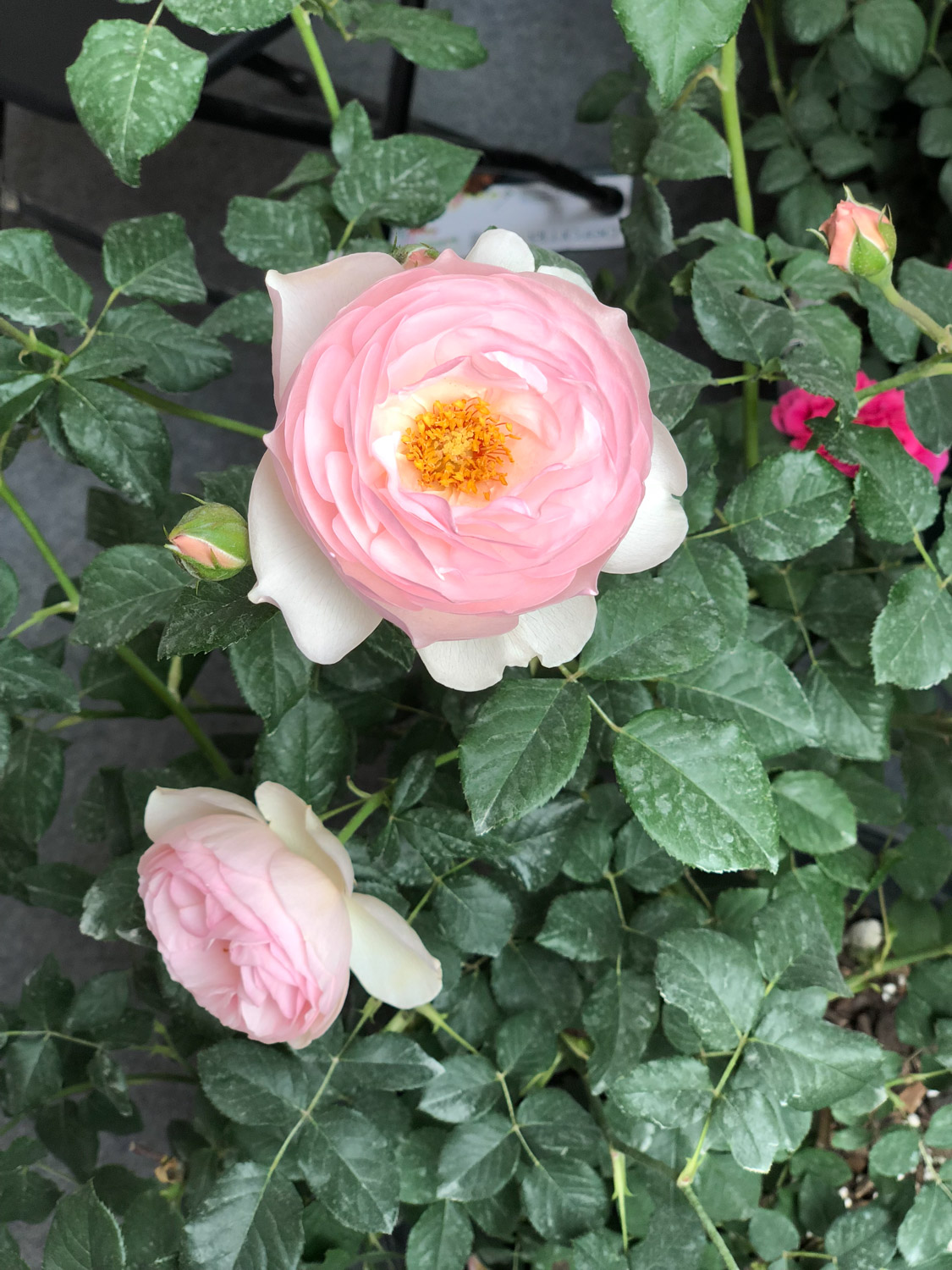 月季叶子干枯如何办