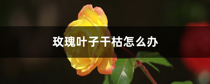 玫瑰叶子干枯如何办