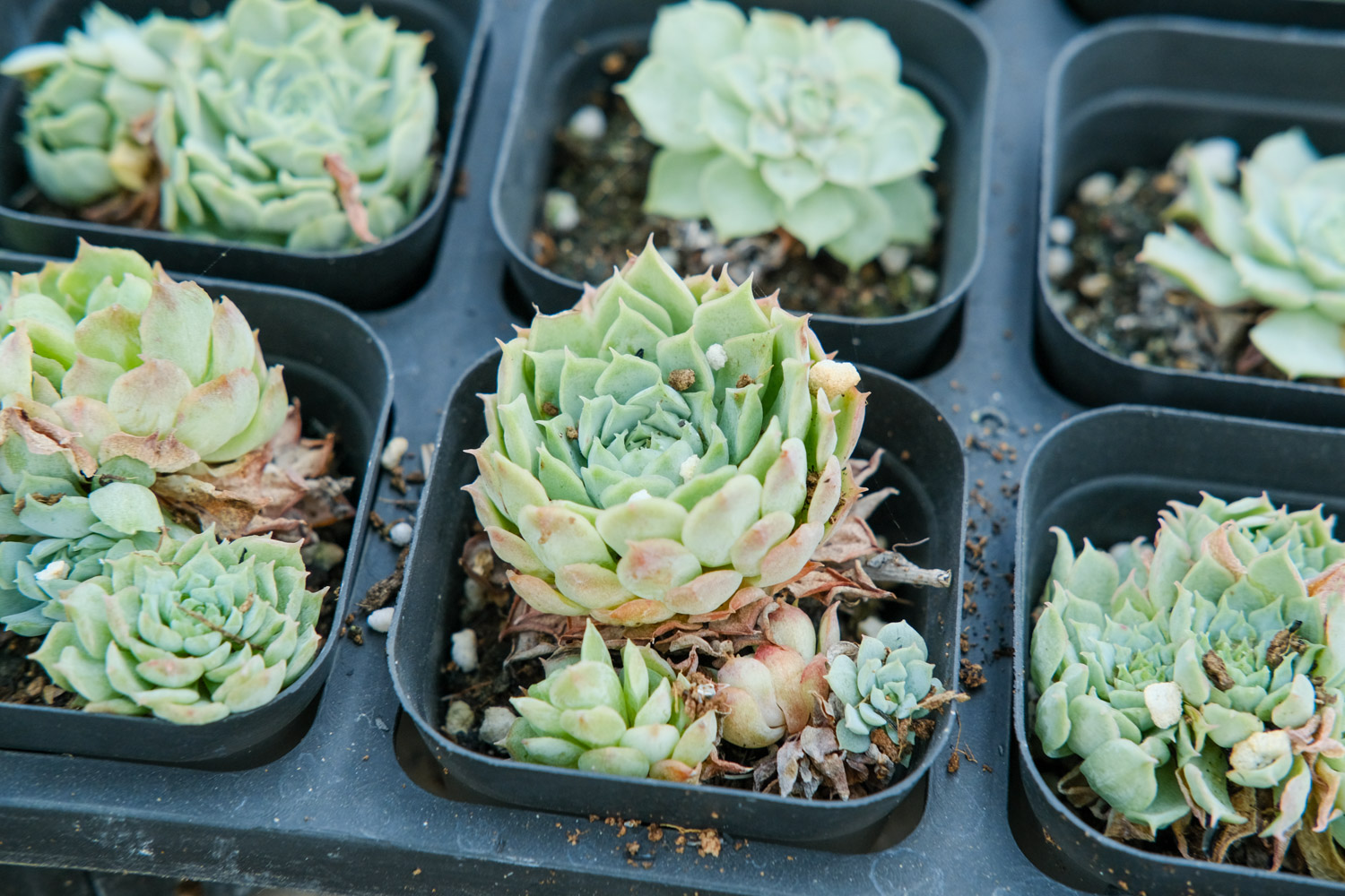 多肉盆里塞点它，又肥又亮胖成球，叶子比手指还粗！