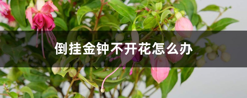 倒挂金钟不开花如何办