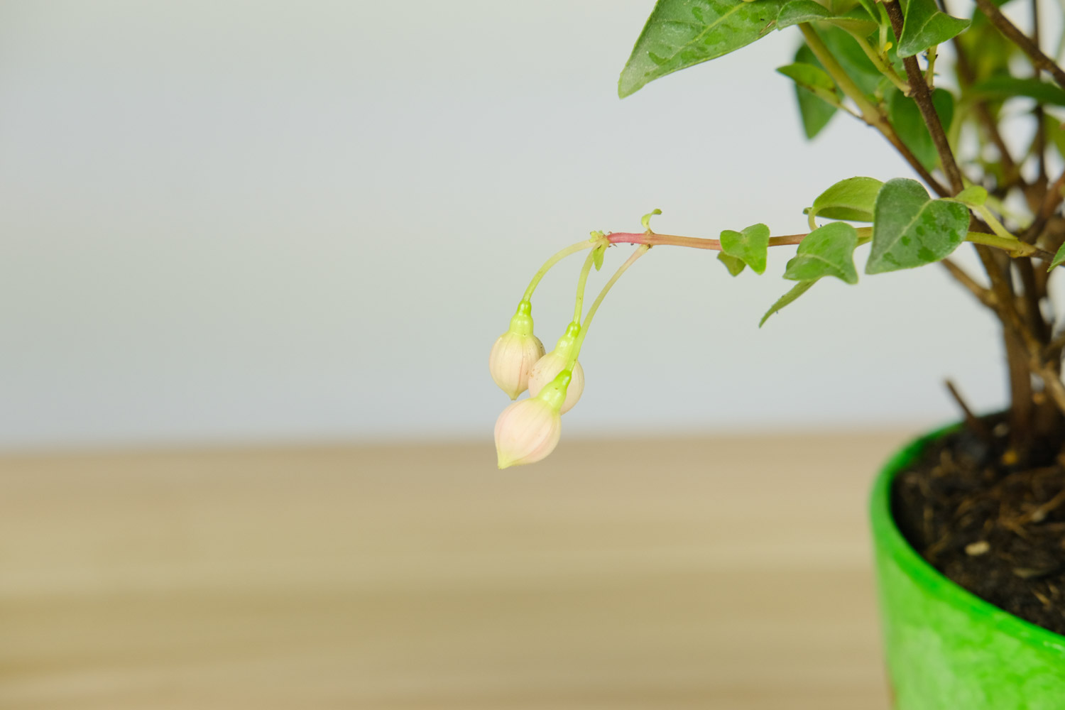 倒挂金钟不开花如何办