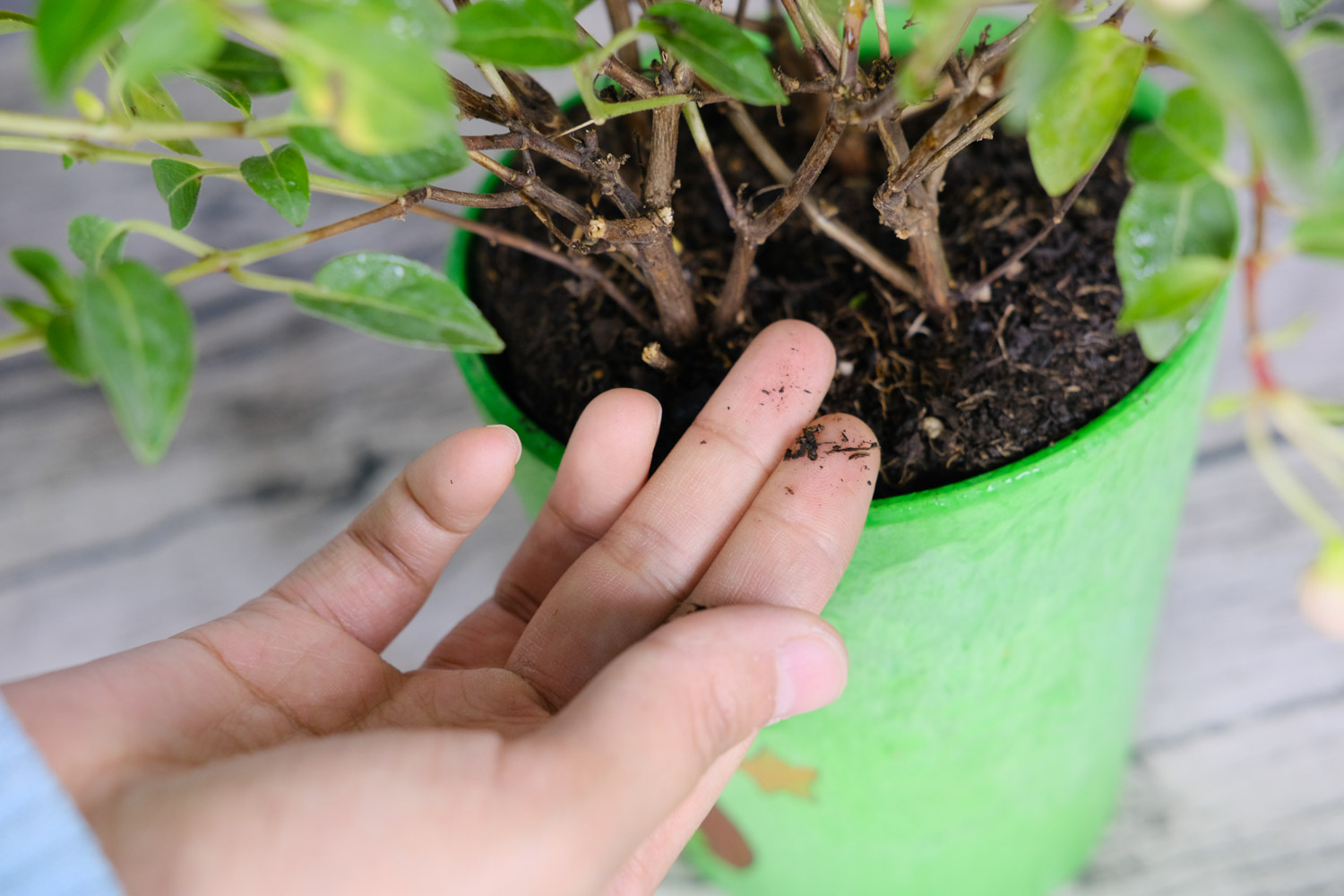 倒挂金钟不开花如何办