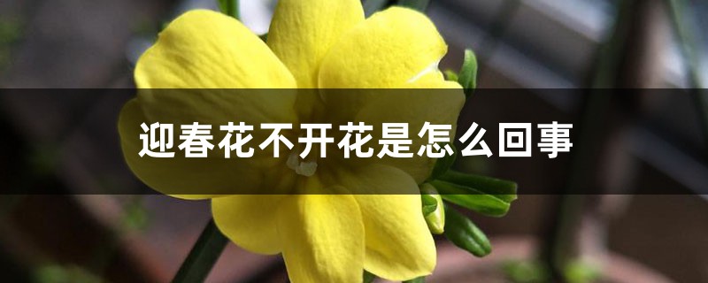 迎春花不开花是如何回事