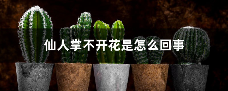 仙人掌不开花是如何回事