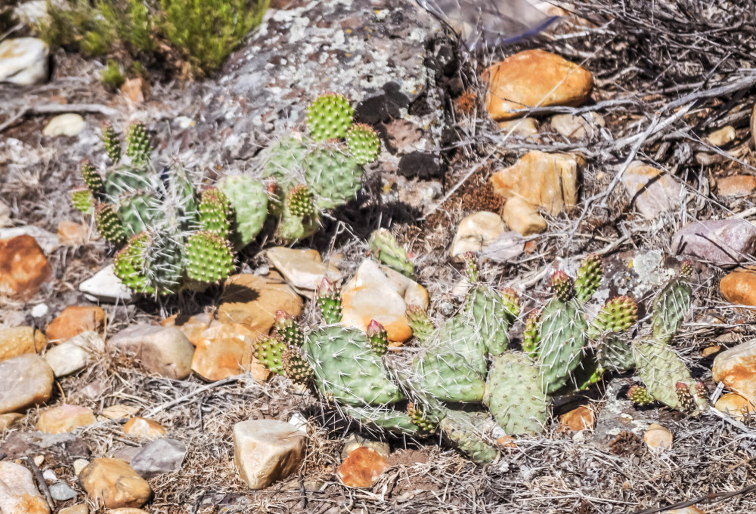 仙人掌不开花是如何回事