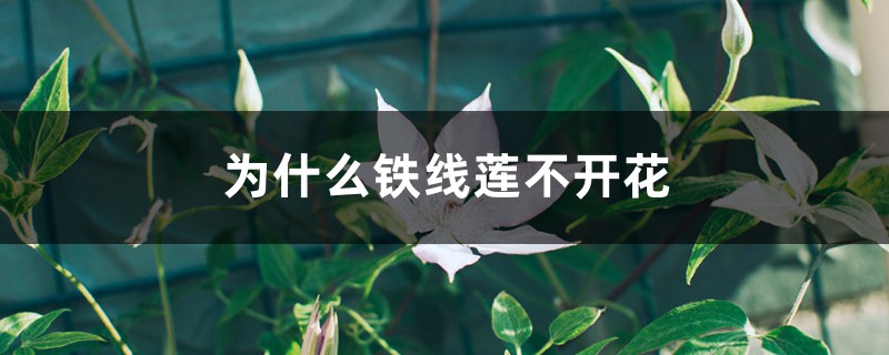 为何铁线莲不开花