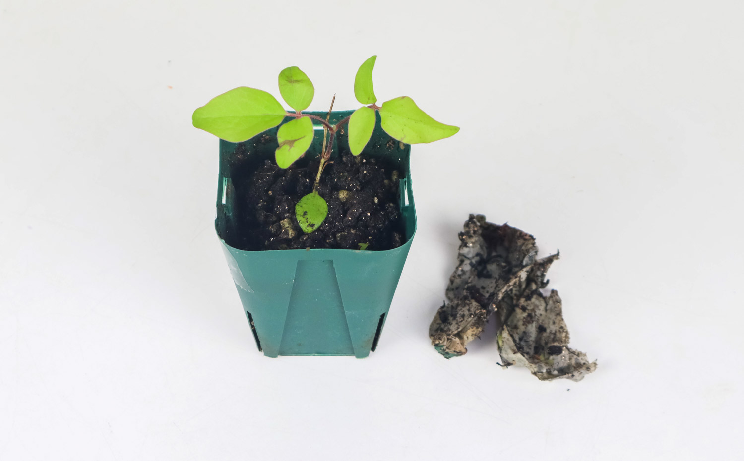 铁线莲 为何铁线莲不开花