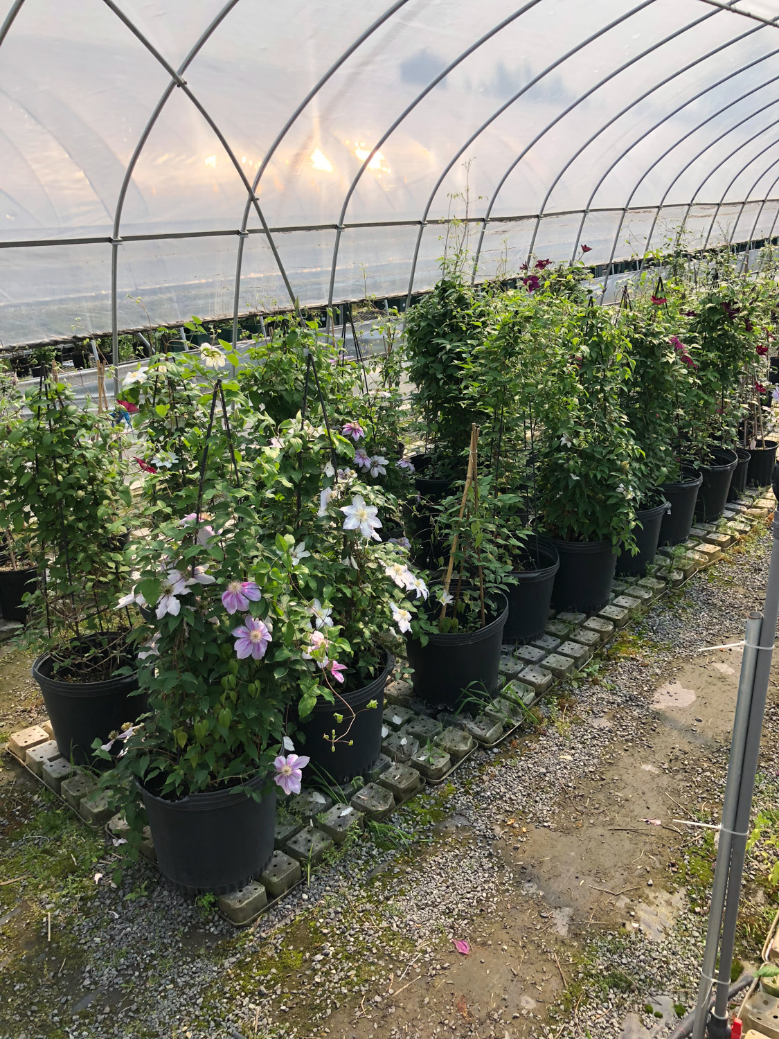 铁线莲 为何铁线莲不开花