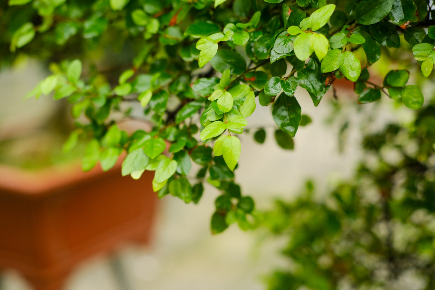 家里的花长成歪脖子树？学这1招，10天立马正回来！