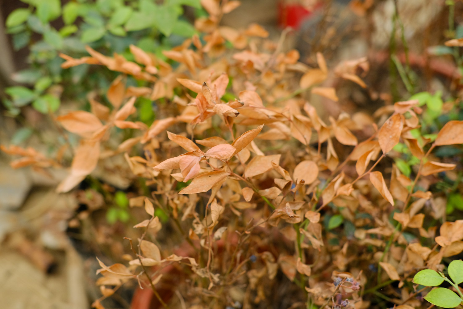 家里的花长成歪脖子树？学这1招，10天立马正回来！