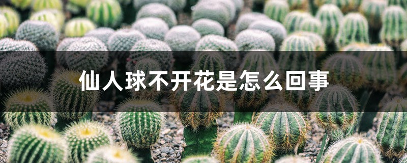 仙人球不开花是如何回事