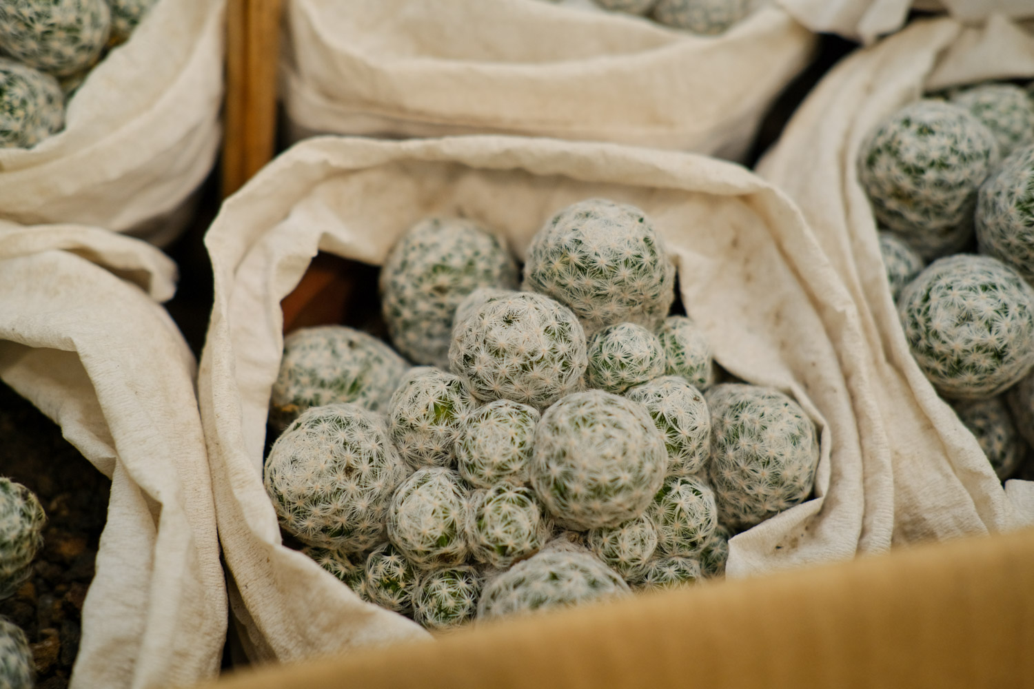 仙人球 仙人球不开花是如何回事