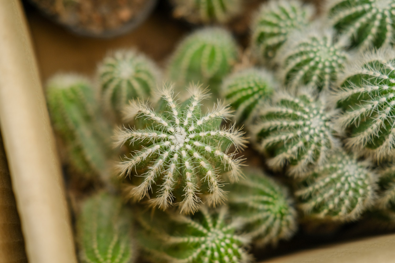 仙人球 仙人球不开花是如何回事