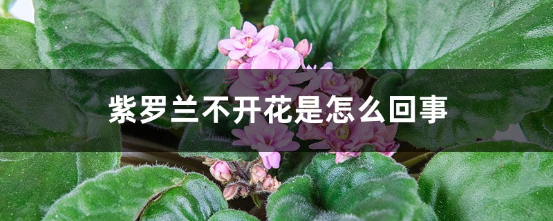 紫罗兰不开花是如何回事