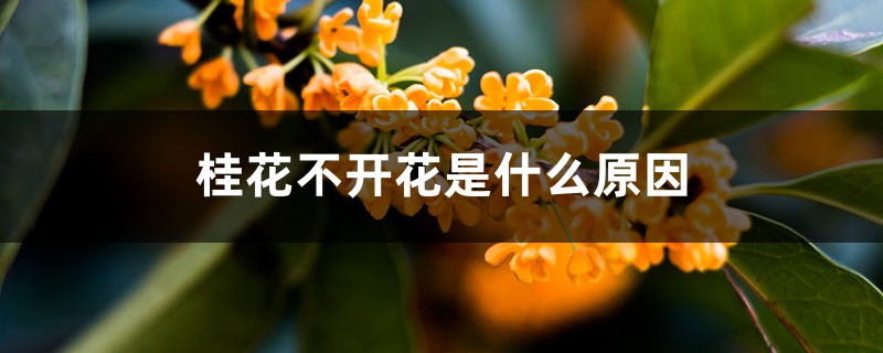 桂花不开花是什么原因