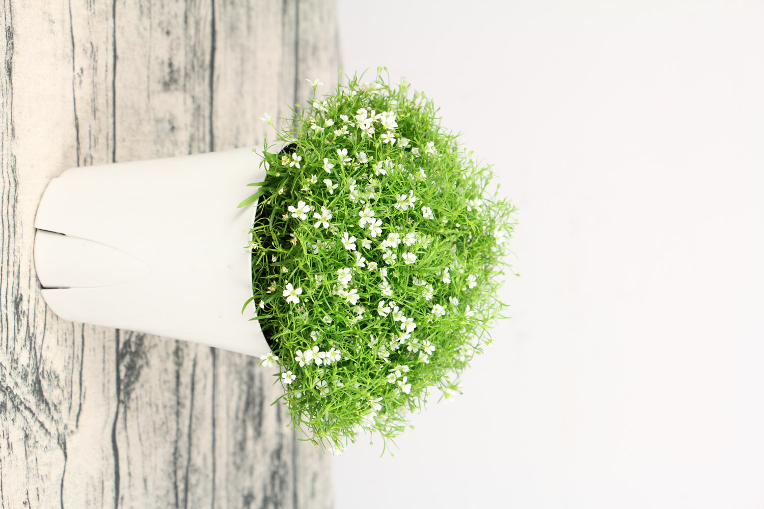 满天星不开花是如何回事