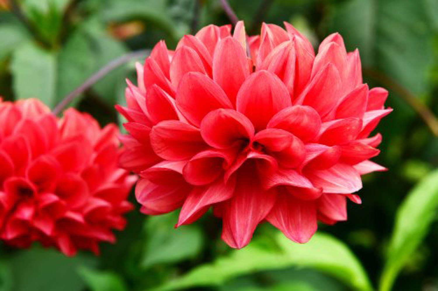 大丽花不开花如何办