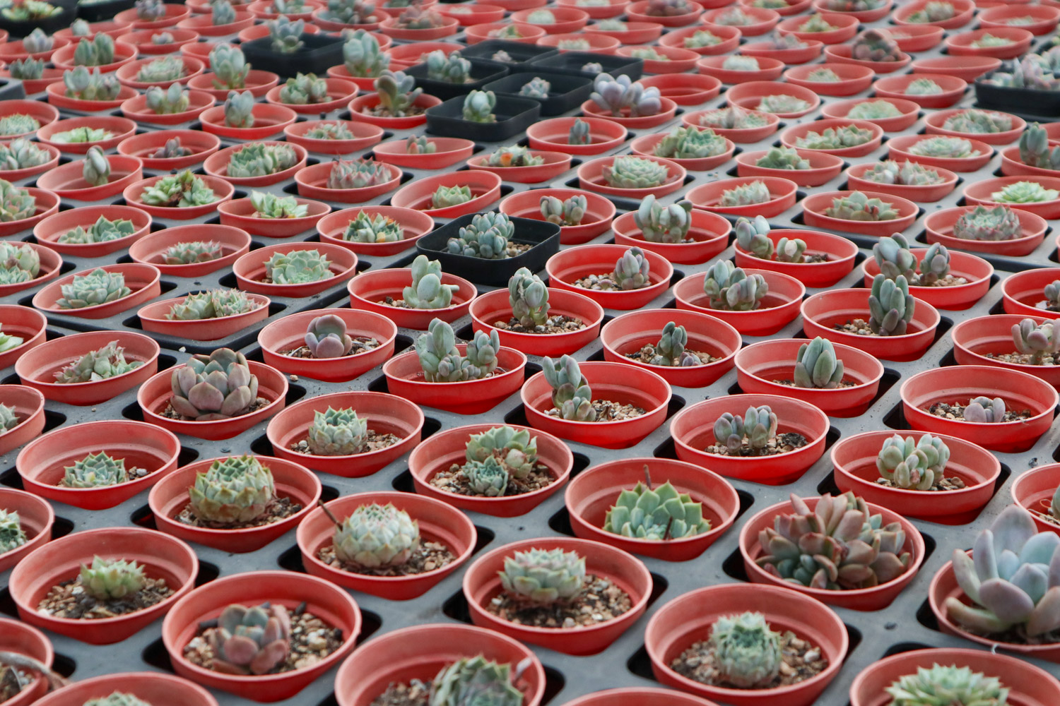 你家的多肉说死就死，人家的却连爆5盆，咋回事？