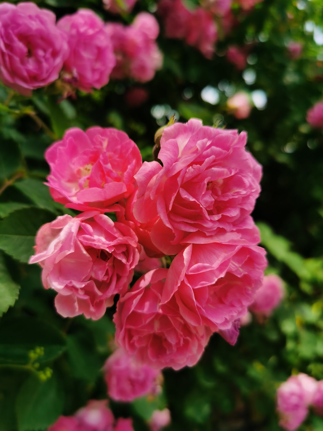 蔷薇不开花的原因