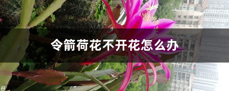 令箭荷花不开花如何办