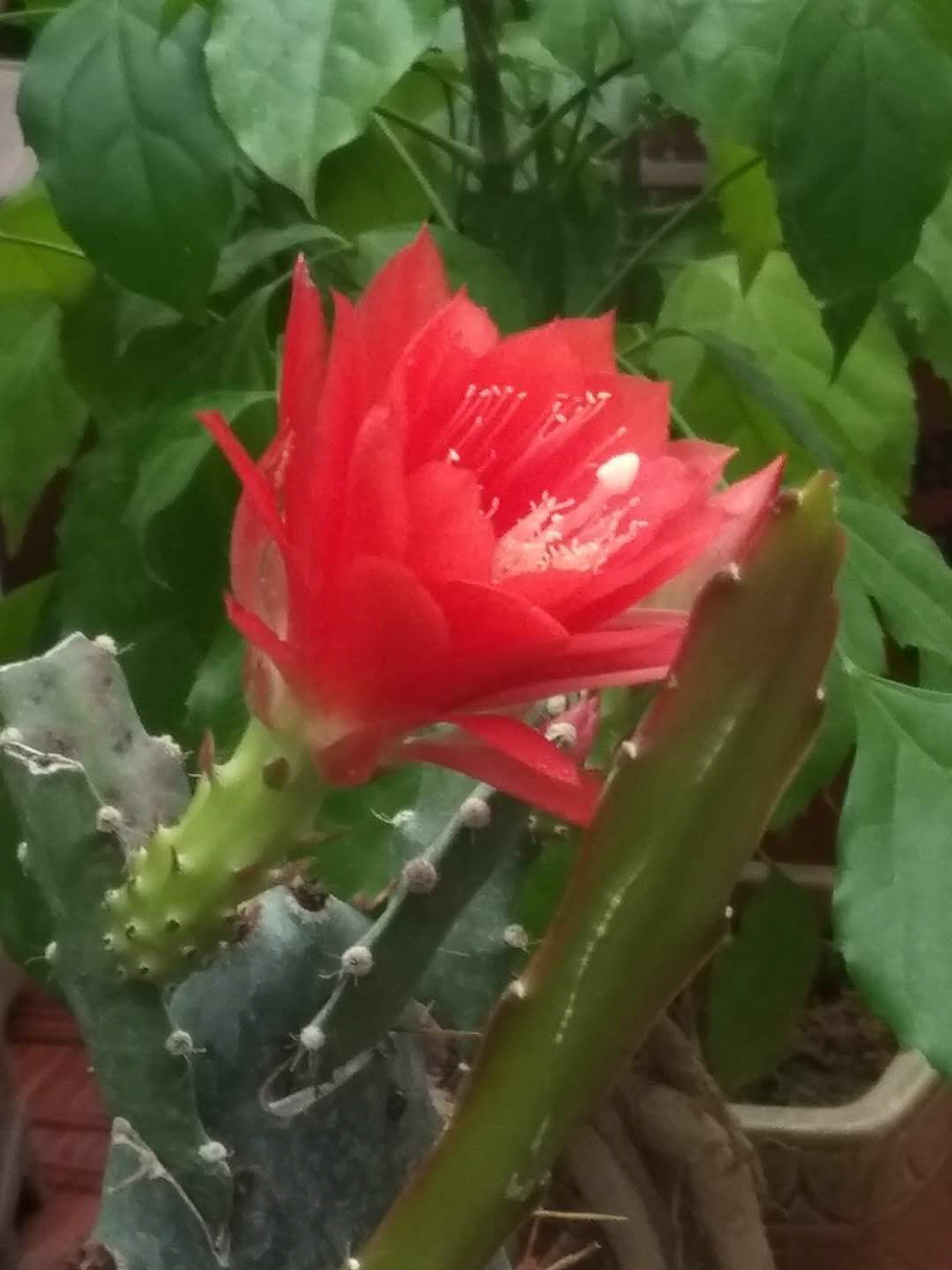 令箭荷花不开花如何办