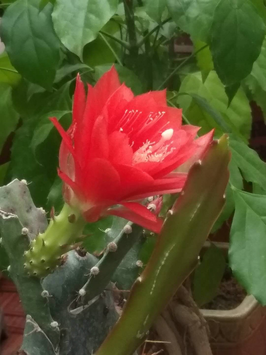 令箭荷花不开花如何办