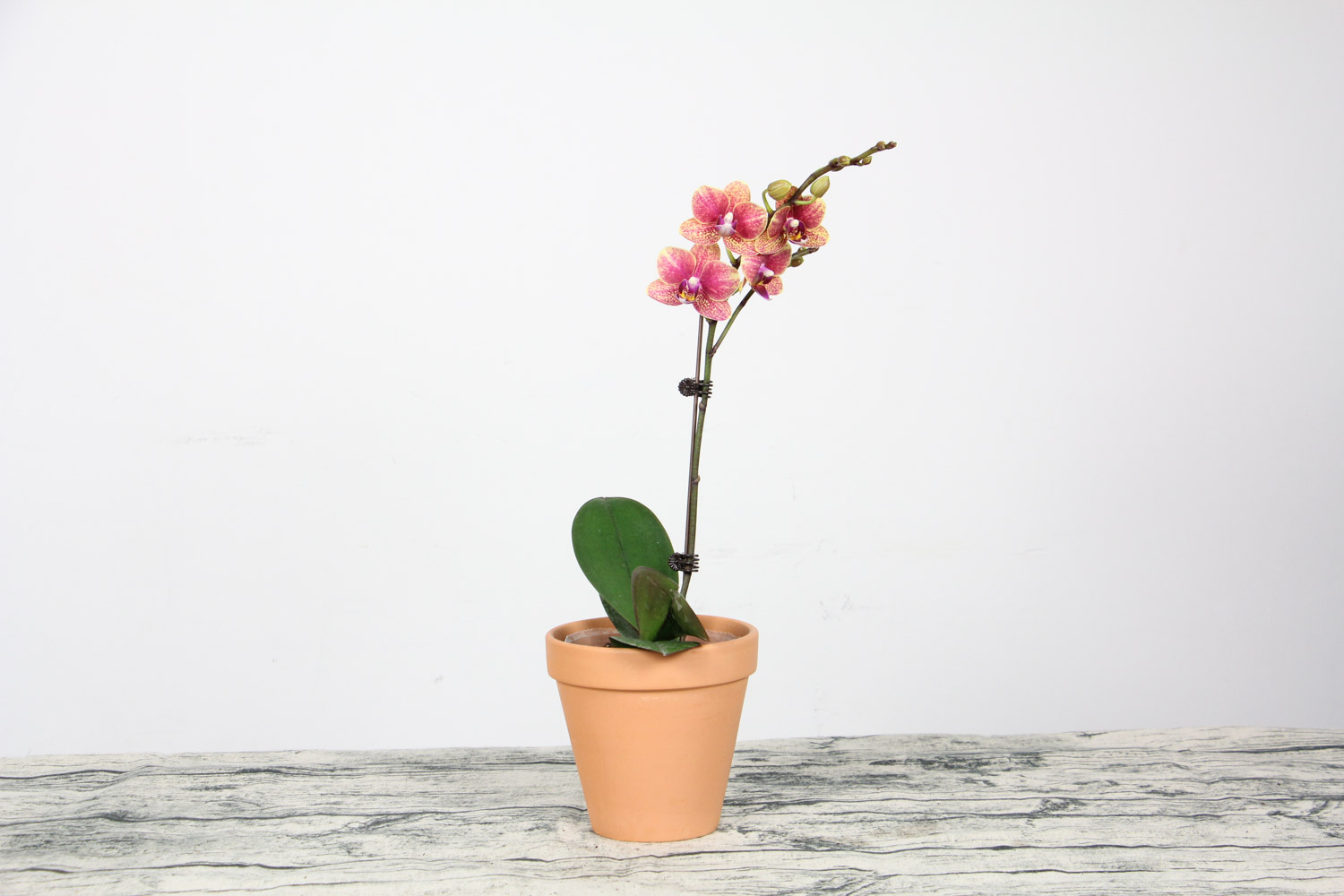 蝴蝶兰 蝴蝶兰不开花如何办