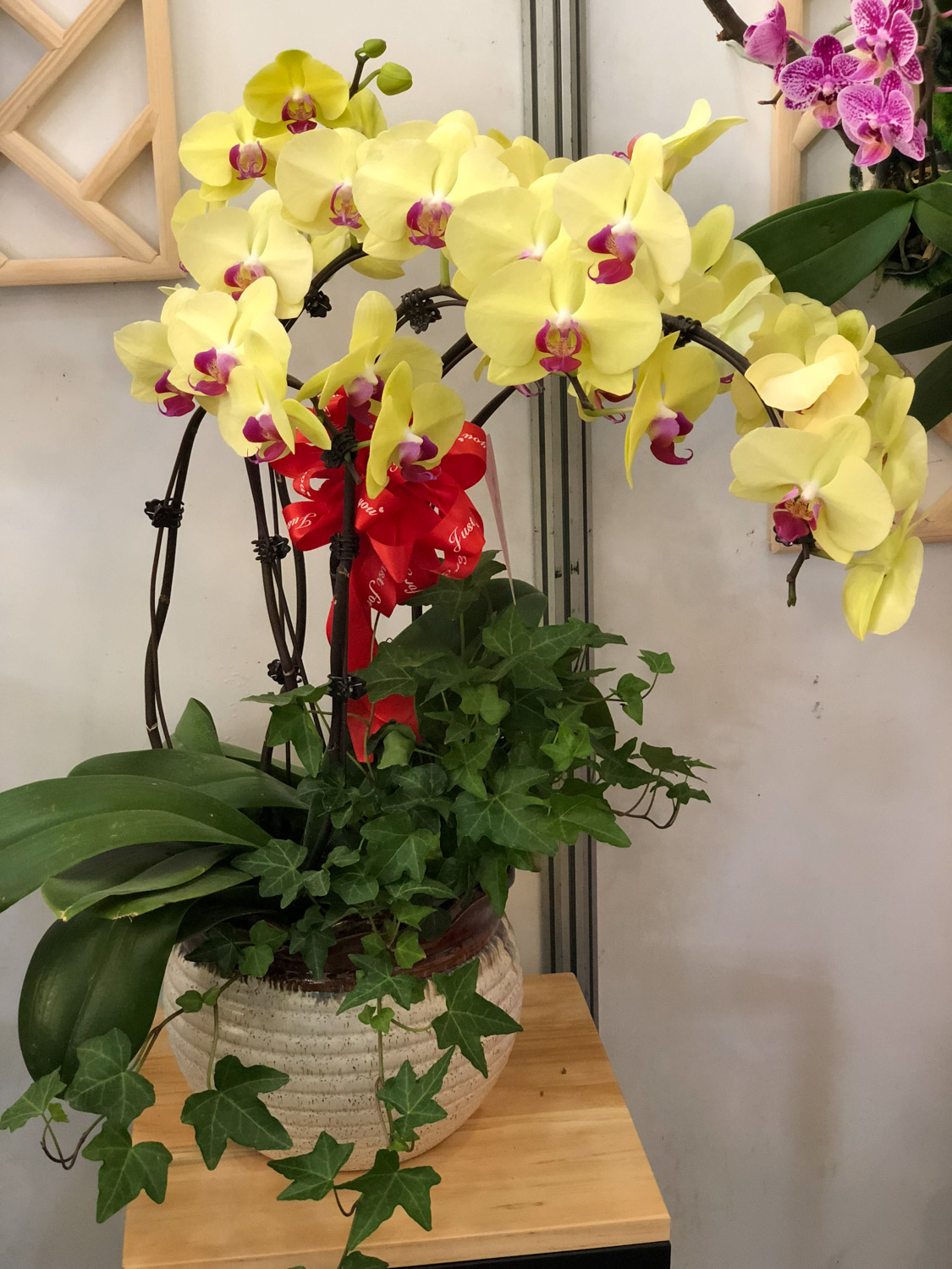 蝴蝶兰 蝴蝶兰不开花如何办