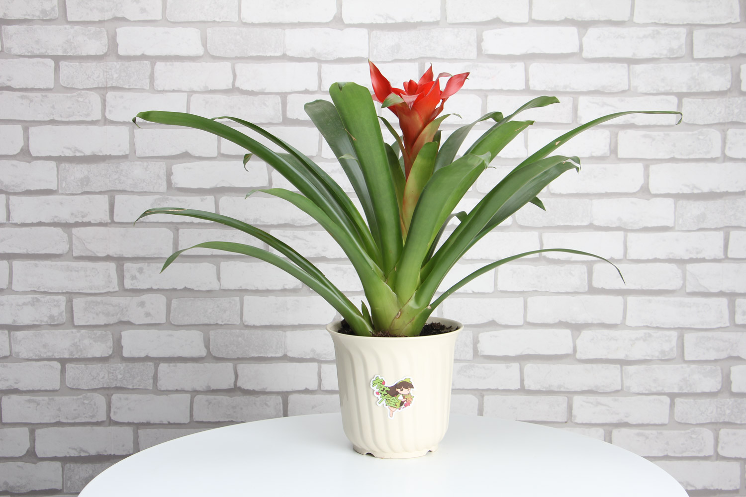 鸿运当头不开花如何办