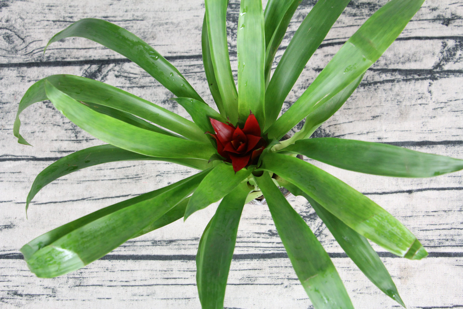 鸿运当头不开花如何办