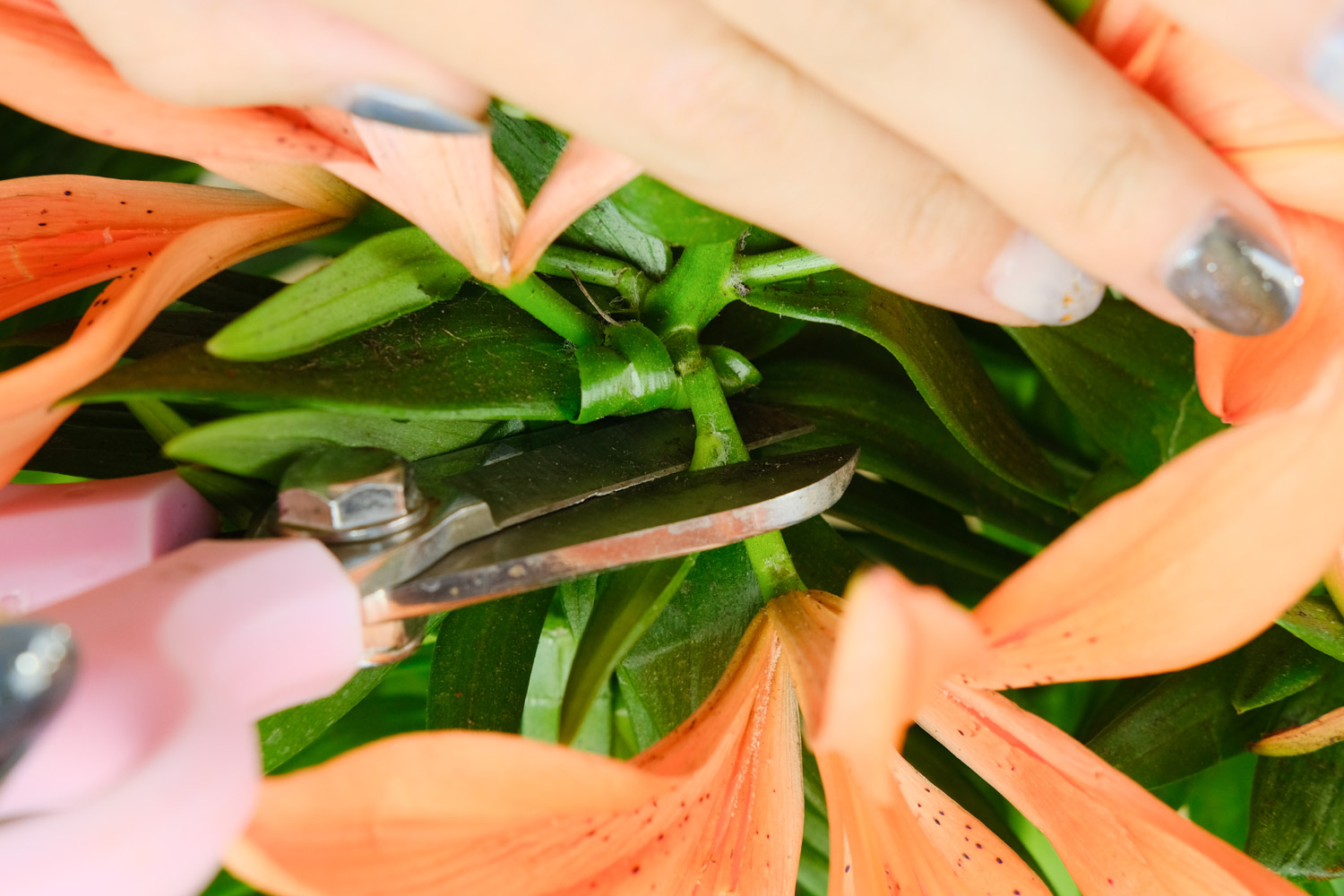 百合不开花如何处理